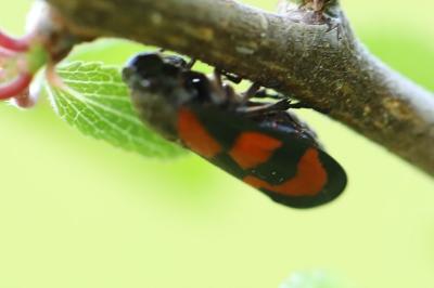 <i>Cercopis vulnerata</i>