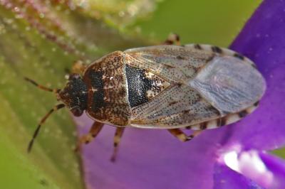 <i>Platyplax salviae</i>