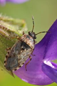 <i>Platyplax salviae</i>