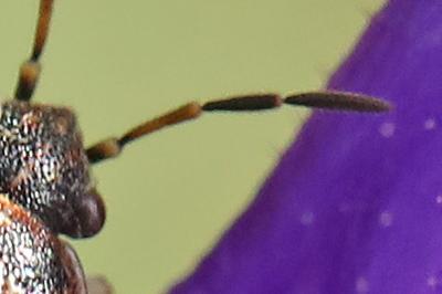 <i>Platyplax salviae</i>