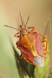 <i>Carpocoris purpureipennis</i>