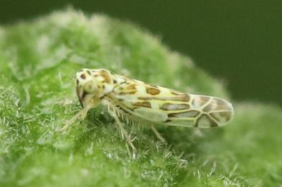 <i>Eupteryx</i>