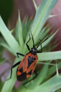 <i>Brachycoleus triangularis</i>