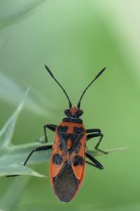 <i>Corizus hyoscyami</i>