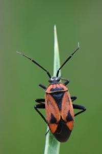 <i>Brachycoleus triangularis</i>