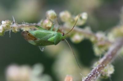 <i>Apolygus spinolae</i>