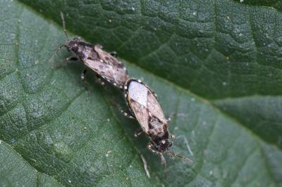 <i>Heterogaster urticae</i>
