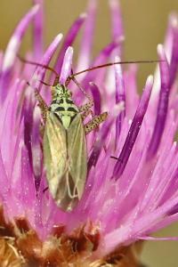<i>Oncotylus viridiflavus</i>