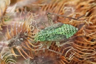 <i>Oncotylus viridiflavus</i>