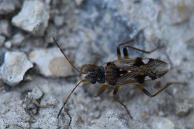 <i>Beosus maritimus</i>