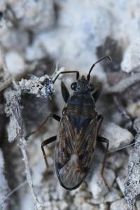 <i>Peritrechus gracilicornis</i>
