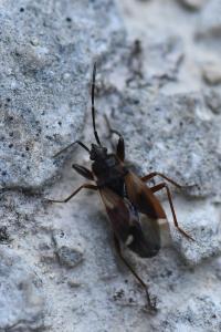 <i>Eremocoris fenestratus</i>