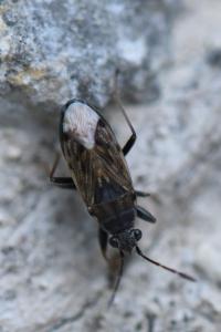 <i>Peritrechus gracilicornis</i>