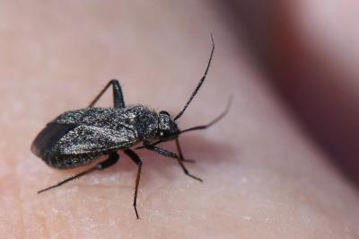 <i>Orthocephalus saltator</i>