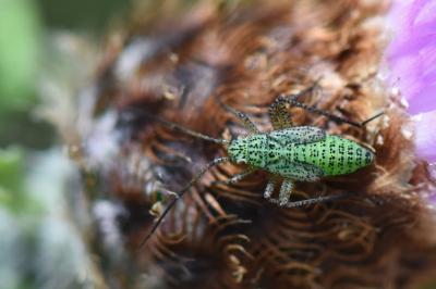 <i>Oncotylus viridiflavus</i>