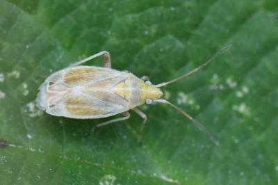 <i>Amblytylus nasutus</i>