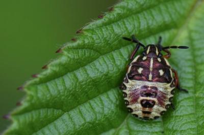 <i>Carpocoris</i>