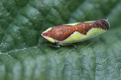 <i>Platymetopius</i>