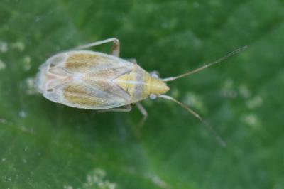 <i>Amblytylus nasutus</i>