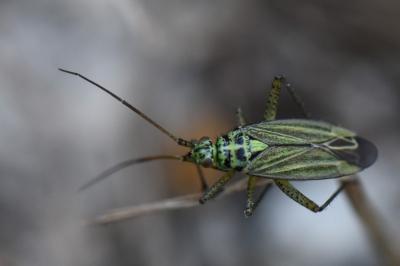 <i>Oncotylus viridiflavus</i>