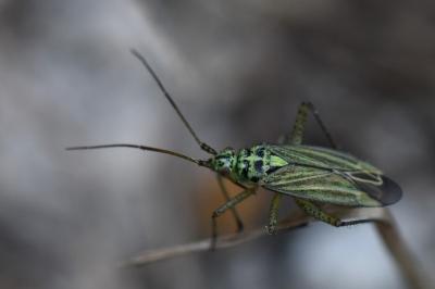 <i>Oncotylus viridiflavus</i>