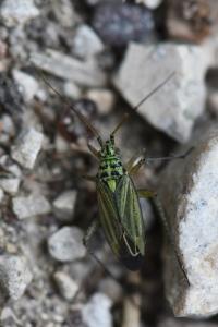 <i>Oncotylus viridiflavus</i>