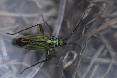 <i>Oncotylus viridiflavus</i>