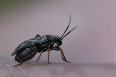 <i>Orthocephalus saltator</i>