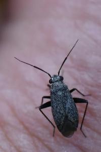 <i>Orthocephalus saltator</i>