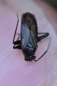 <i>Orthocephalus coriaceus</i>
