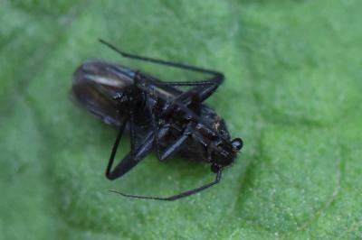 <i>Orthocephalus coriaceus</i>