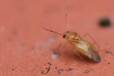 <i>Pinalitus cervinus</i>