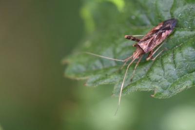 <i>Phytocoris</i>