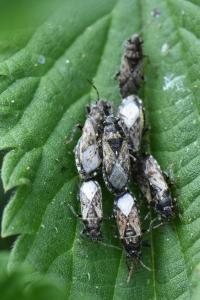 <i>Heterogaster urticae</i>