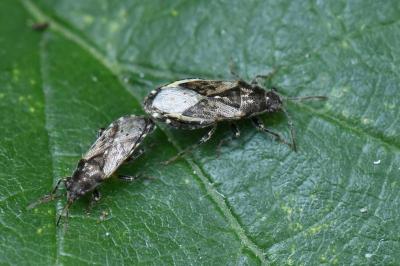 <i>Heterogaster urticae</i>
