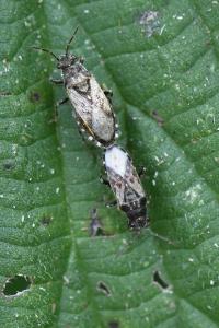 <i>Heterogaster urticae</i>