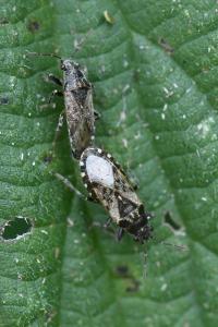 <i>Heterogaster urticae</i>