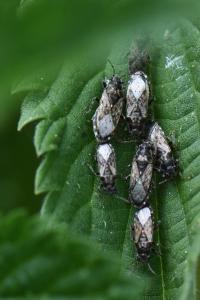<i>Heterogaster urticae</i>