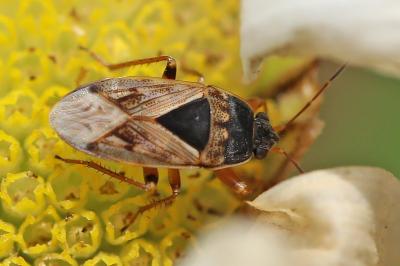 <i>Trapezonotus ullrichi</i>