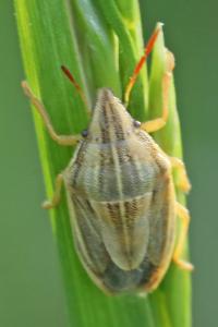<i>Aelia acuminata</i>