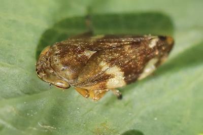 <i>Philaenus spumarius</i>