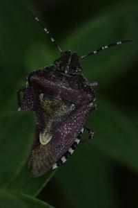 <i>Dolycoris baccarum</i>