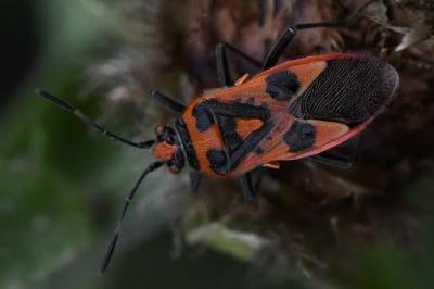 <i>Corizus hyoscyami</i>