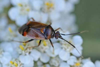 <i>Deraeocoris ruber</i>