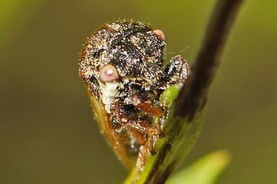 <i>Gargara genistae</i>