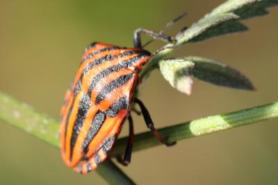 <i>Graphosoma italicum</i>