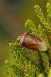<i>Piezodorus lituratus</i>