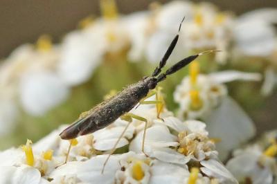 <i>Heterotoma planicornis</i>