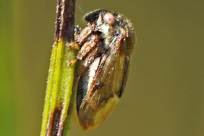 <i>Gargara genistae</i>