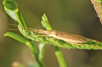 Stenodema laevigata